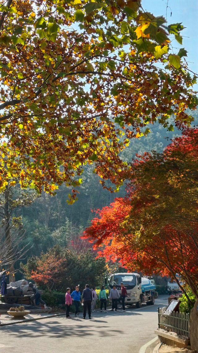 秋日青島楓葉秘境 秋日青島楓葉秘境