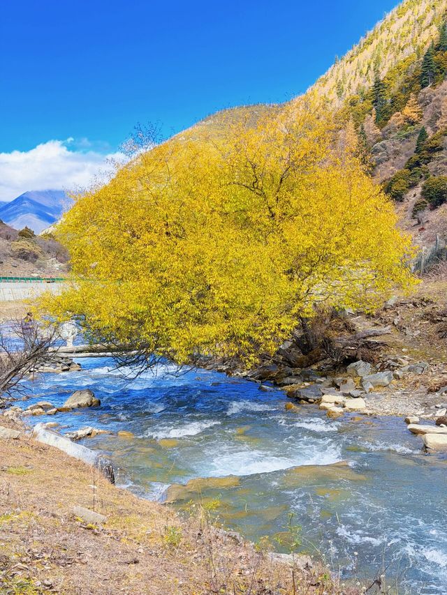 川西3日反向遊|彩林、雪山摘蘋果