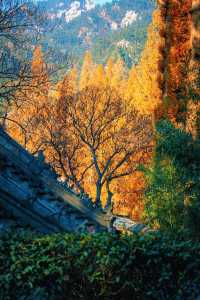 賞楓必去小眾秘境