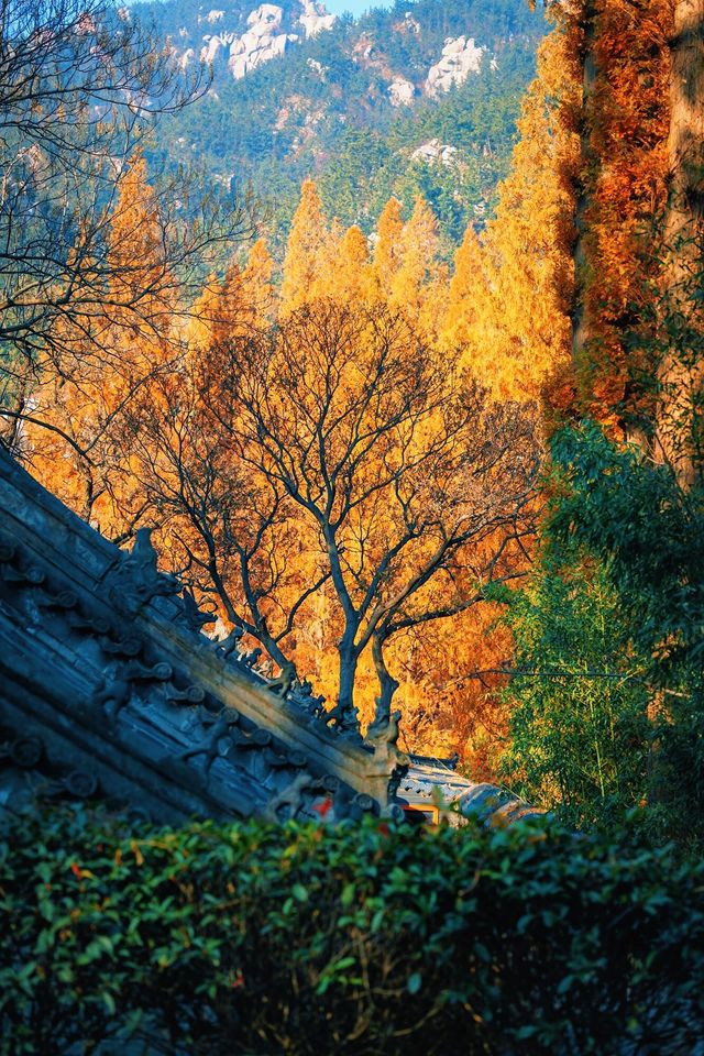 賞楓必去小眾秘境