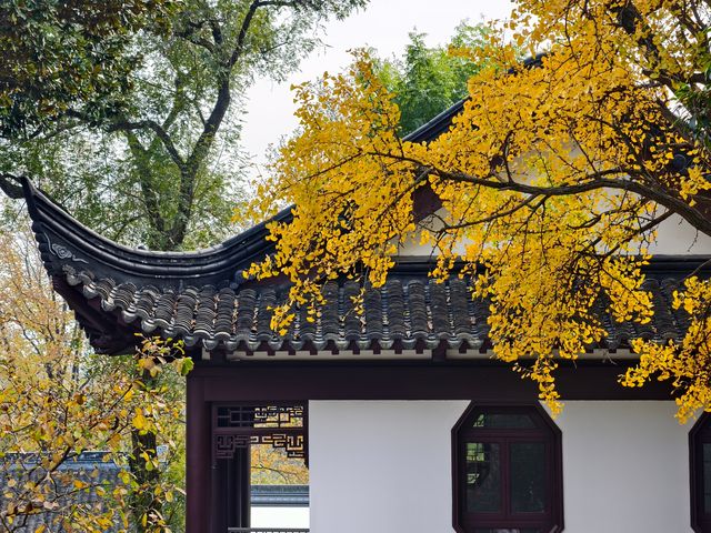 秋日必打卡！南京清涼山銀杏谷免費逛這樣玩更盡興！