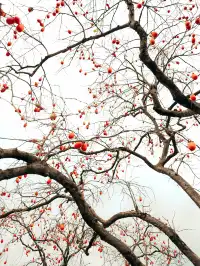 永嘉東爐村|秋日限定的「柿」外桃源