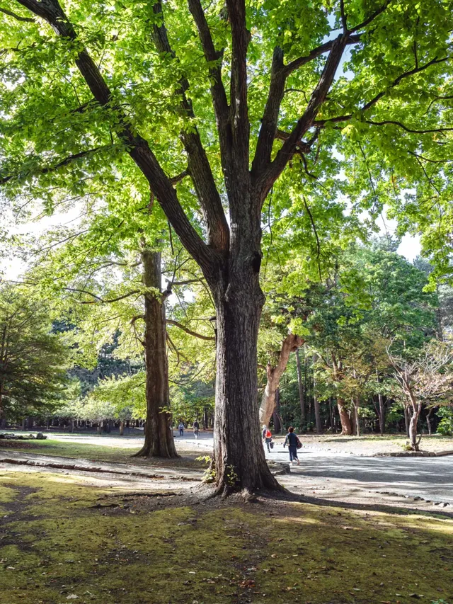 札幌|城市散步日常不妨找個公園治癒下 札幌|城市散步日常不妨找個公園治癒下