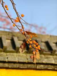 禪意古寺打卡攻略