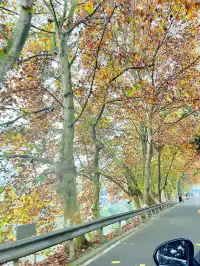 看2025年葛仙山最後一場銀杏雨11.16live