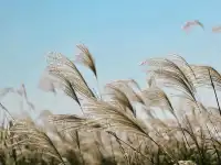 杭州灣濕地公園——承包我對秋冬的所有浪漫