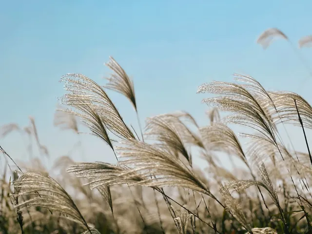 杭州灣濕地公園——承包我對秋冬的所有浪漫 杭州灣濕地公園——承包我對秋冬的所有浪漫