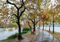 獨享絕美秋景!南京植物園月牙堤紅葉雨景打卡攻略