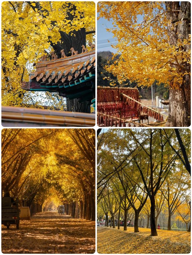 我終於理解了,為什麼這裡被稱為「中國第一銀杏村」 我終於理解了,為什麼這裡被稱為「中國第一銀杏村」