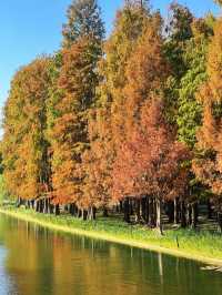 怕你們錯過!再次提醒:共青銀杏濃度已超標