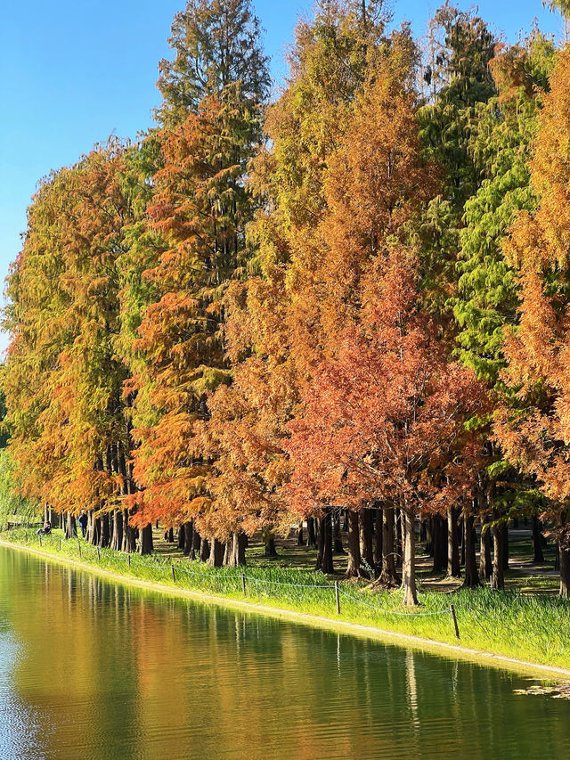 怕你們錯過!再次提醒:共青銀杏濃度已超標 怕你們錯過!再次提醒:共青銀杏濃度已超標