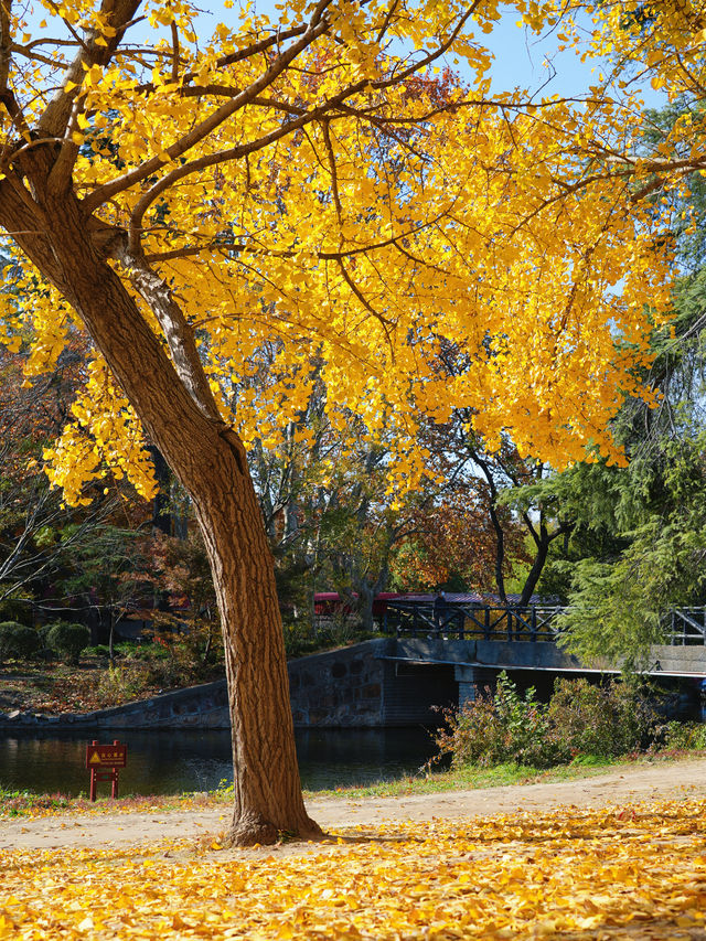 怕你們錯過!再次提醒:共青銀杏濃度已超標 怕你們錯過!再次提醒:共青銀杏濃度已超標