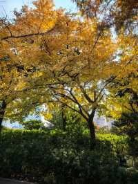 申城賞秋正當時