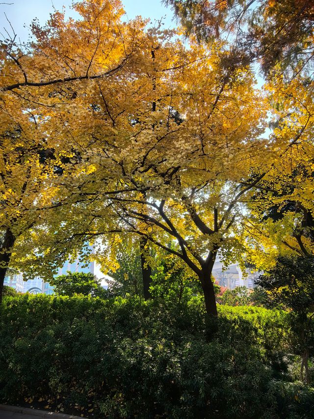申城賞秋正當時 申城賞秋正當時
