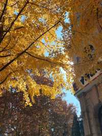 12.9live黃金城道銀杏實拍