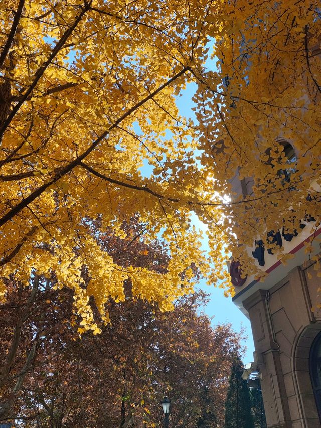 12.9live黃金城道銀杏實拍