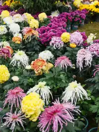 成都!!漫花莊園的菊花太前衛了!!!