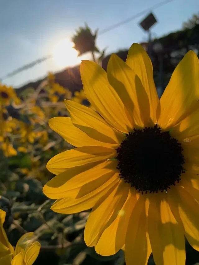 佛山農科院|限時免費開放最全攻略來啦 佛山農科院|限時免費開放最全攻略來啦