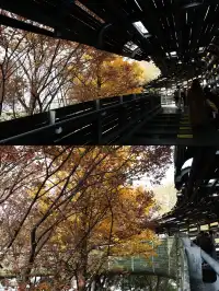 絕了！世博銀杏林真的太好拍了！！