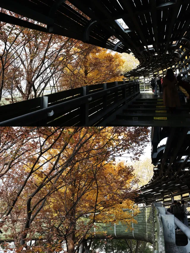 絕了！世博銀杏林真的太好拍了！！