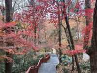 南京棲霞山的楓葉紅了