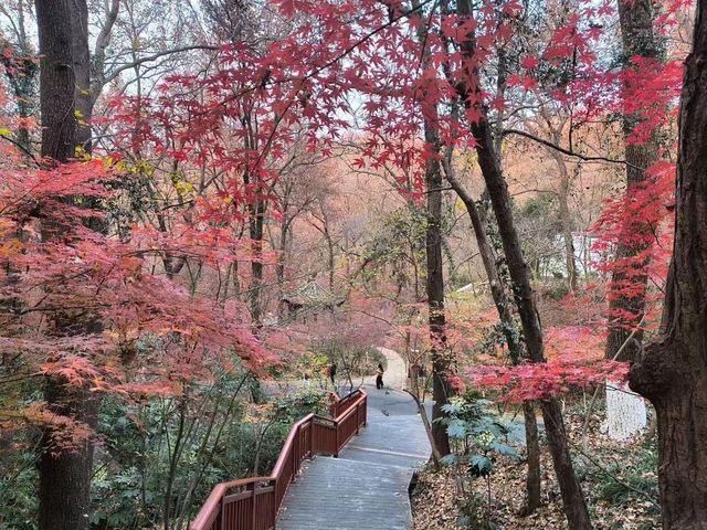 南京棲霞山的楓葉紅了 南京棲霞山的楓葉紅了