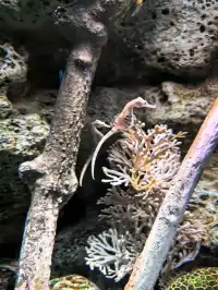 長風海洋公園遛娃記 | 海底奇幻之旅