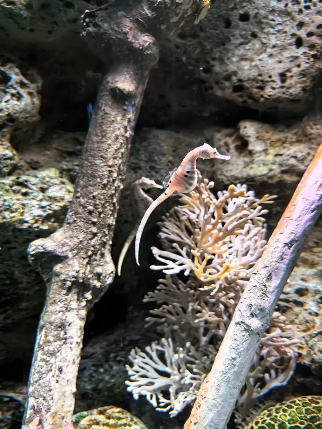 長風海洋公園遛娃記 | 海底奇幻之旅