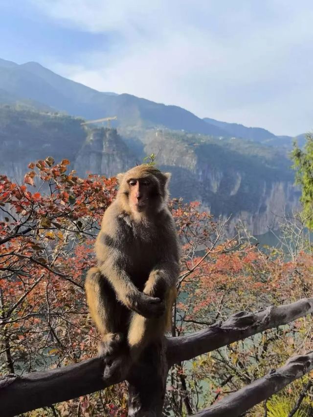 重慶三峽龍脊,中國最美的徒步步道 重慶三峽龍脊,中國最美的徒步步道