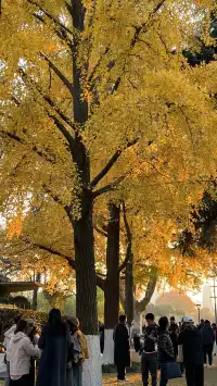 賞銀杏~一定要來玄武湖梁洲覽勝閣~