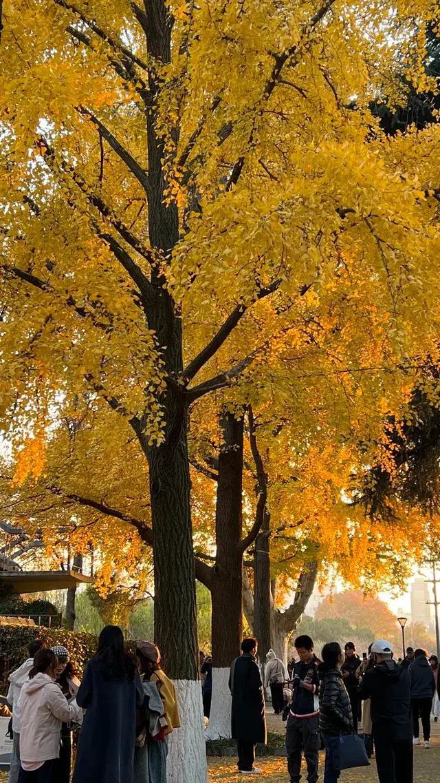 賞銀杏~一定要來玄武湖梁洲覽勝閣~ 賞銀杏~一定要來玄武湖梁洲覽勝閣~