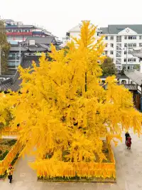 12.5實拍！真如寺銀杏，元代古剎小眾賞秋！