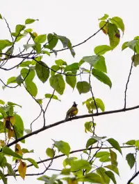 雲南觀鳥⑩｜野象谷沒有野象 但有蜂猴