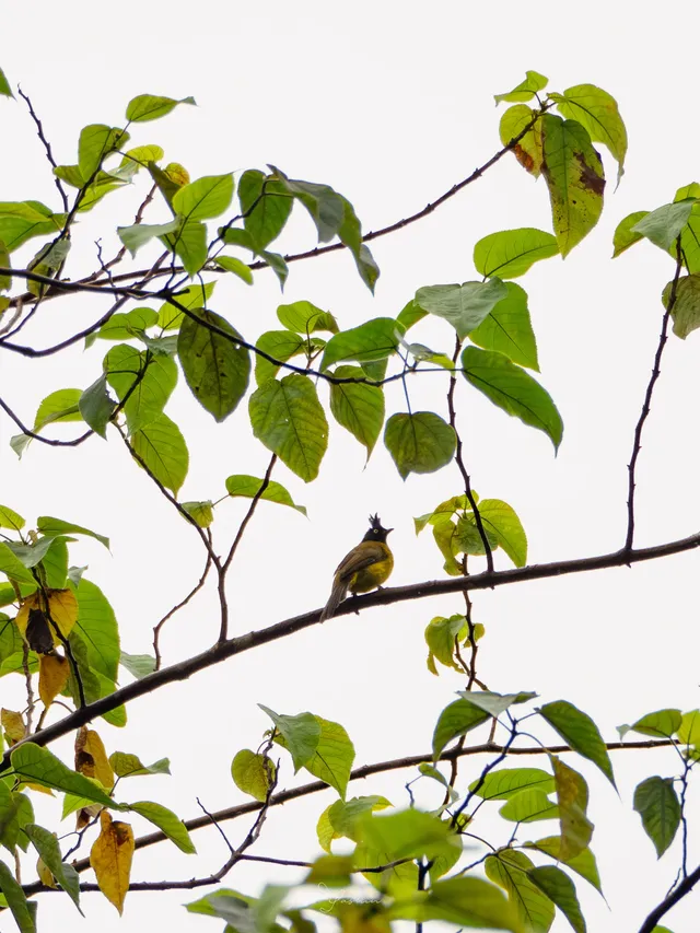 雲南觀鳥⑩｜野象谷沒有野象 但有蜂猴