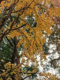 葉家花園 | 深秋的銀杏秘境