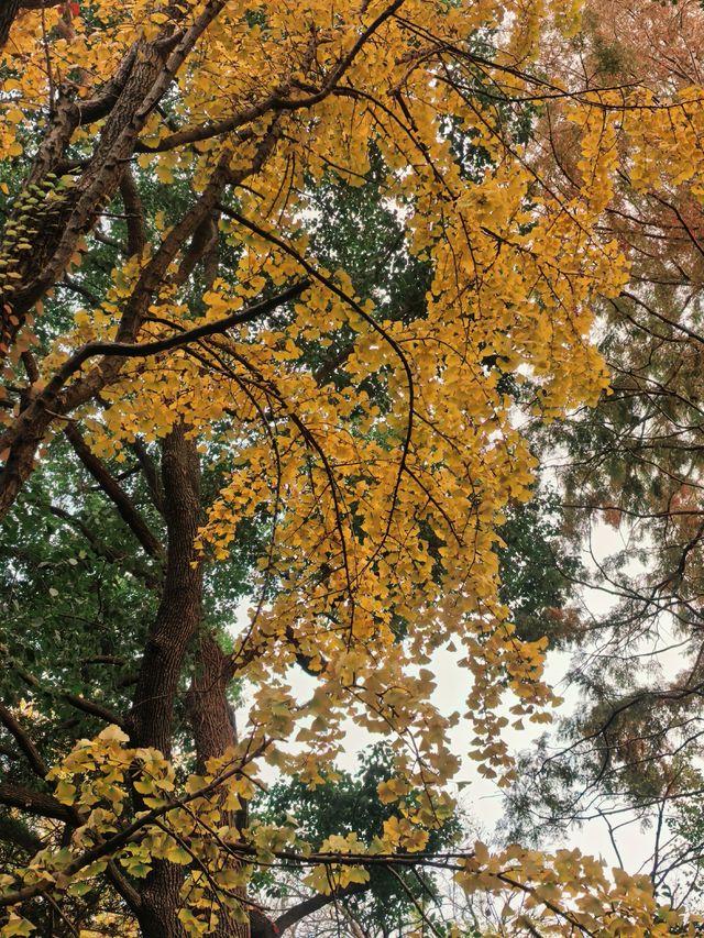 葉家花園 | 深秋的銀杏秘境 葉家花園 | 深秋的銀杏秘境