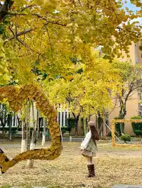 12.7實況!!福州這裡有超美銀杏打卡點!!