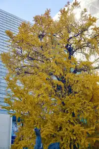 12.6 湖州秋景city walk路線