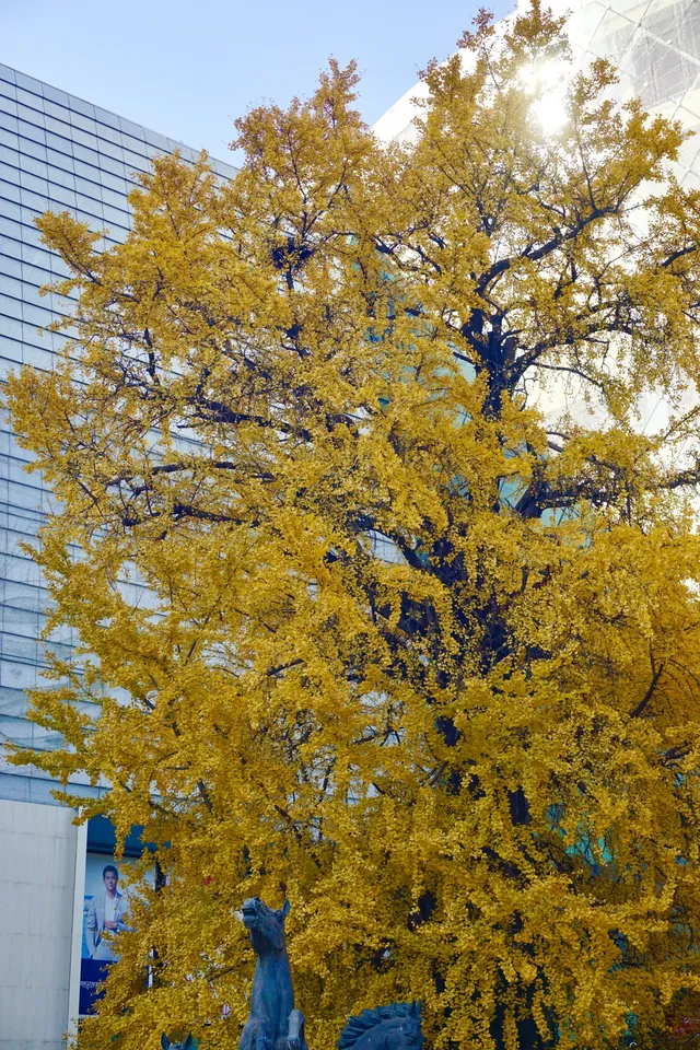 12.6 湖州秋景city walk路線 12.6 湖州秋景city walk路線