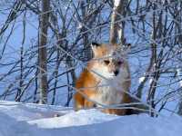 冬日長白山|冰雪神話實錄!天池如鏡,霧淞漫野