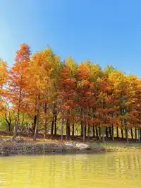 上海秋冬限定浪漫!劃進緋紅水杉秘境裡…