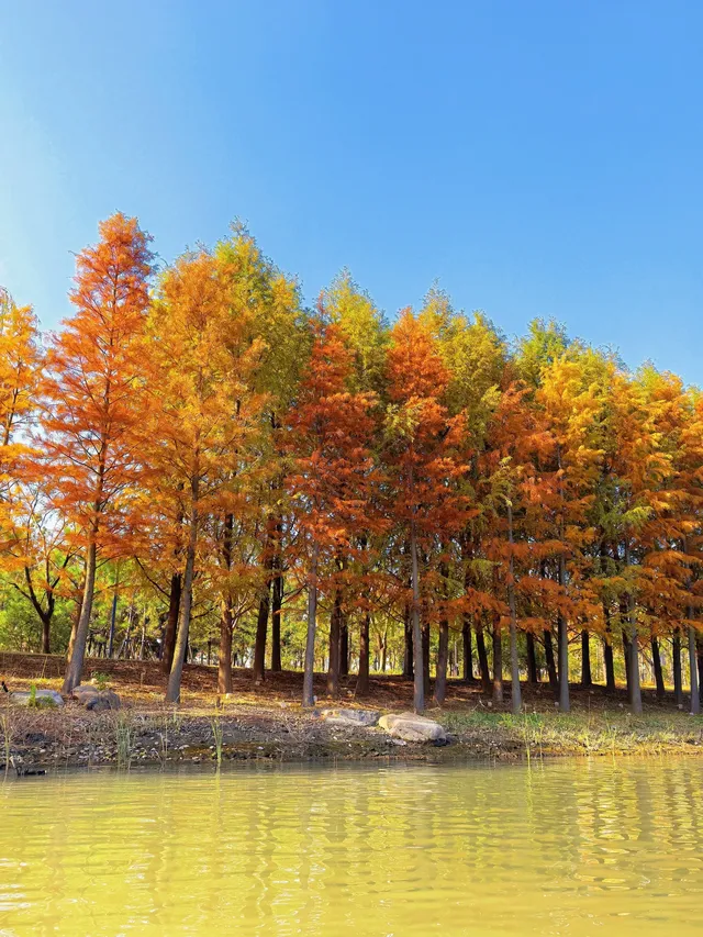上海秋冬限定浪漫!劃進緋紅水杉秘境裡… 上海秋冬限定浪漫!劃進緋紅水杉秘境裡…