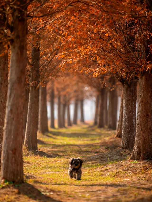 【上海1h直達·湖邊水杉秘境露營地】 【上海1h直達·湖邊水杉秘境露營地】