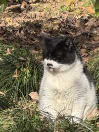 色彩繽紛的淮扬菜