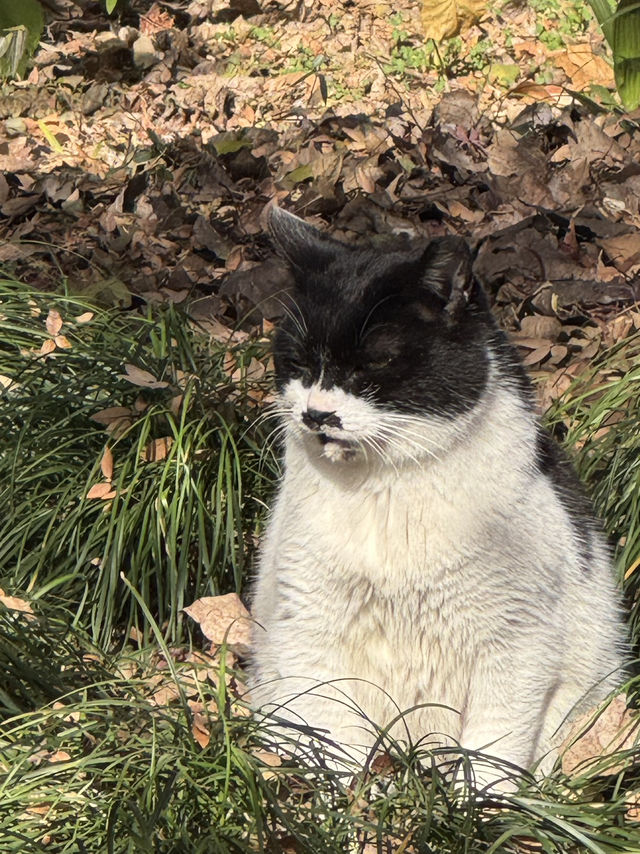 色彩繽紛的淮扬菜 色彩繽紛的淮扬菜