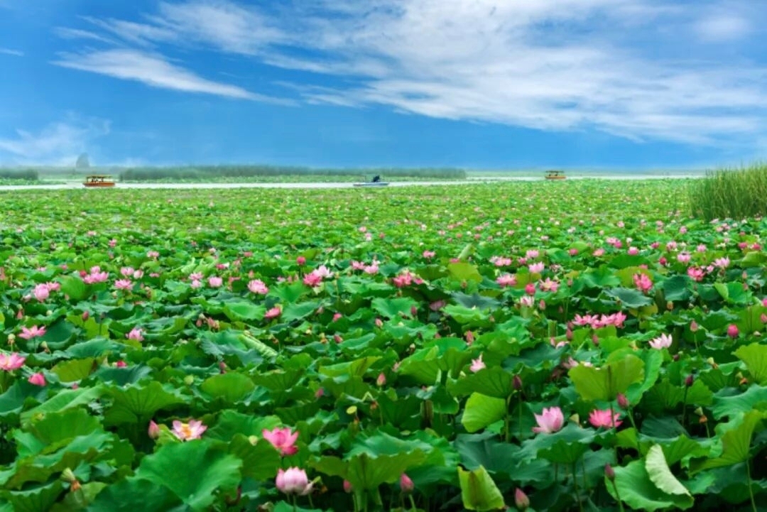 “Little Jiangnan of Central Plains”! Huaiyang Yulong Lake is breathtakingly beautiful!
