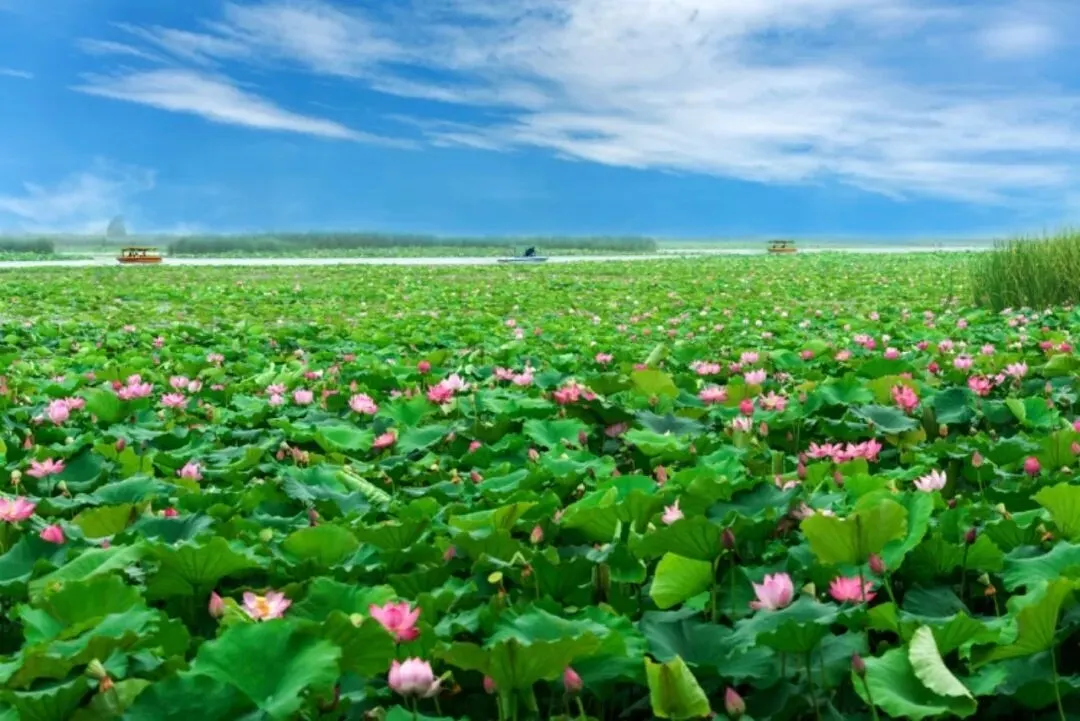 “Little Jiangnan of Central Plains”! Huaiyang Yulong Lake is breathtakingly beautiful!