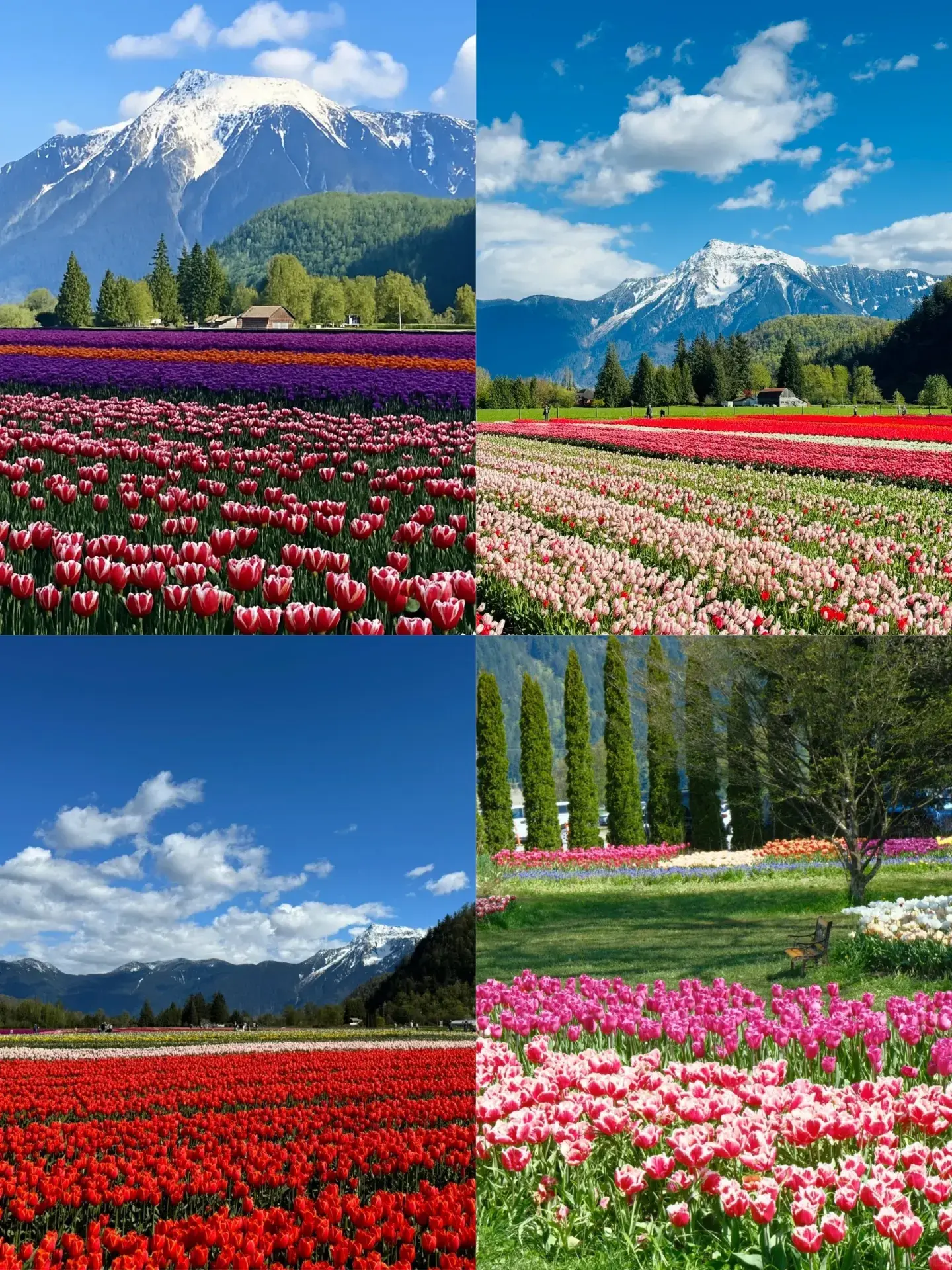 Tulip Festival at the Foot of the Snowy Mountains: The Ultimate Top Tulip Field Guide in the U.S.