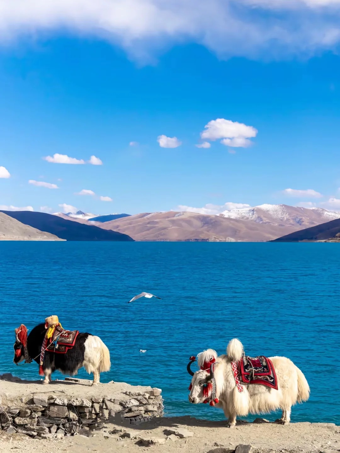 The Sichuan-Tibet 318 Route: The Perfect Sichuan-Tibet Line for Young People