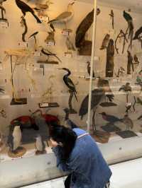 Amazing Visit to Cambridge's Museum of Zoology